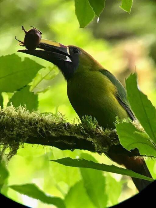 Casa Euphonia Monteverde Ngoại thất bức ảnh